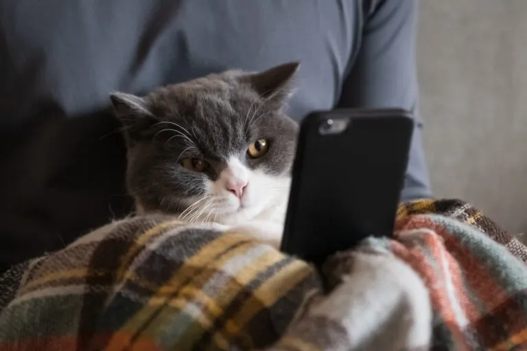 razas de gatos más populares