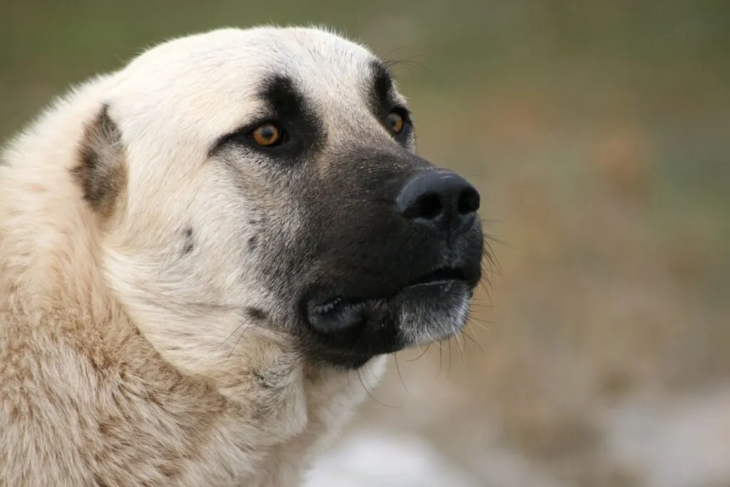 Caudectomía en perros