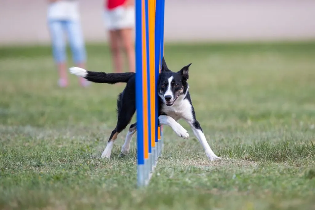 Caudectomía en perros