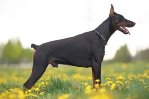 Caudectomía en perros: significado, prohibición y problemática animalista