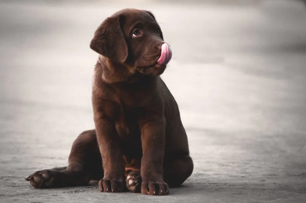 Postura del cachorro en perros
