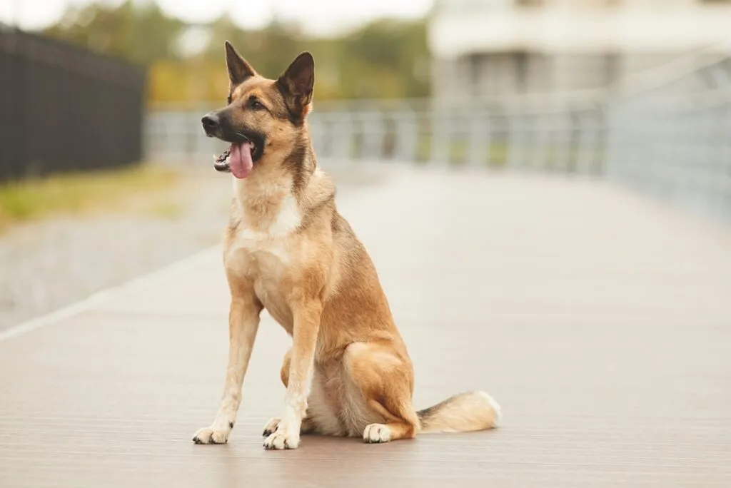 Postura del cachorro en perros