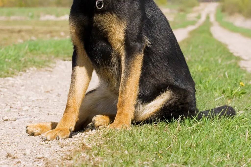 Postura del cachorro en perros