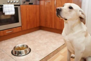 Reflujo en perros: ¿qué se puede hacer?
