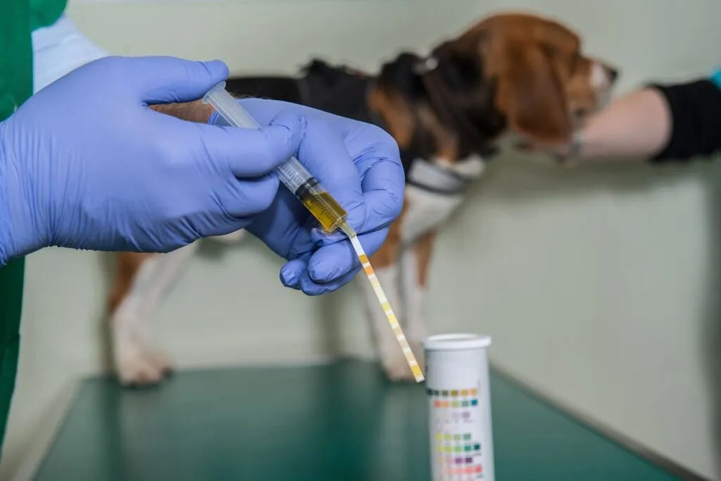 Sangre en la orina del perro